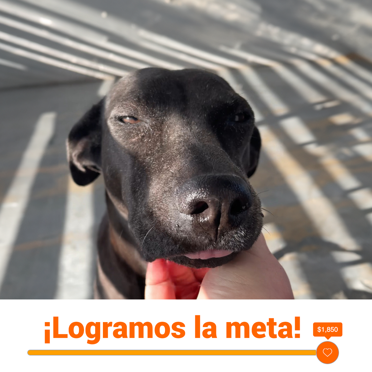 ¡RECAUDAMOS $1,850 PARA MEJORAR LA CALIDAD DE VIDA DE GALA!